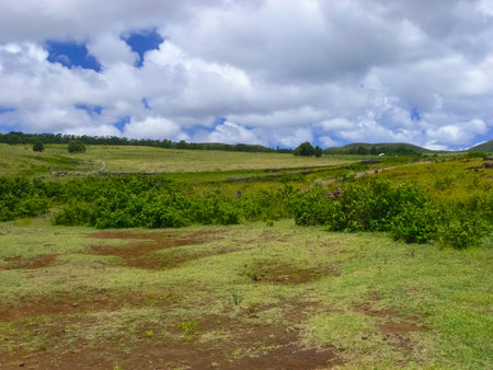 The nature of Easter Island, landscape, vegetation and coast.の写真素材