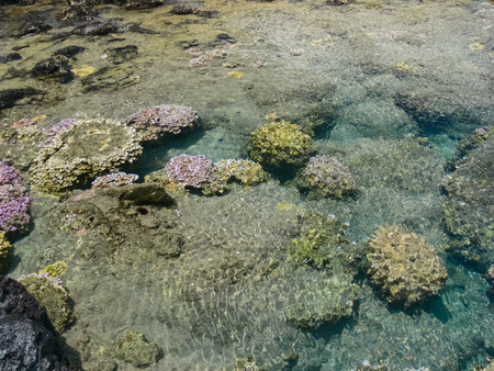 Errosia lava tuff on the coast of Easter Island.の写真素材
