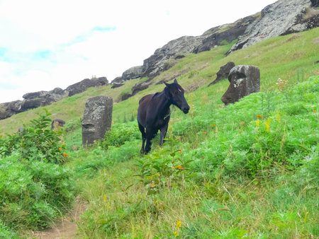Grazing horses on Easter Island. Horses are a imported species for Easter Island.の写真素材
