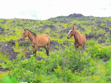Grazing horses on Easter Island. Horses are a imported species for Easter Island.の写真素材