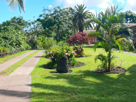 Palm trees on Easter Island. nature and plants on Easter Island.の写真素材