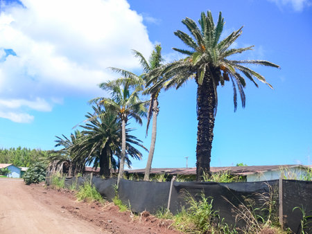 Palm trees on Easter Island. nature and plants on Easter Island.の写真素材