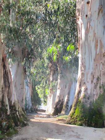 A walking park in Vigo, Spain. Green Park.の写真素材