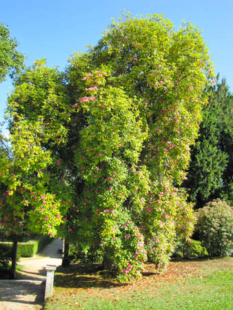 A walking park in Vigo, Spain. Green Park.の写真素材