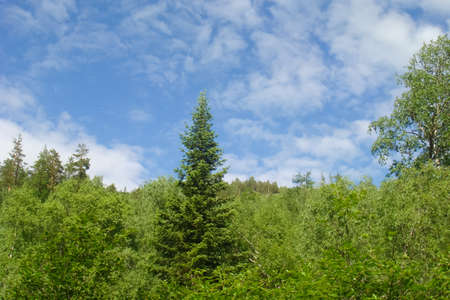 Small Bor tract, Hakkasia. Forests and meadows Khakassiaの写真素材