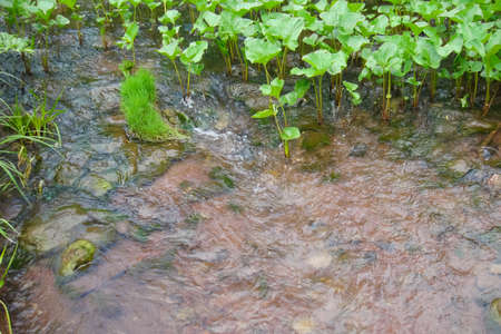 Small Bor tract, Hakkasia. Forests and meadows Khakassiaの写真素材