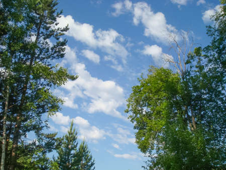 Small Bor tract, Hakkasia. Forests and meadows Khakassiaの写真素材