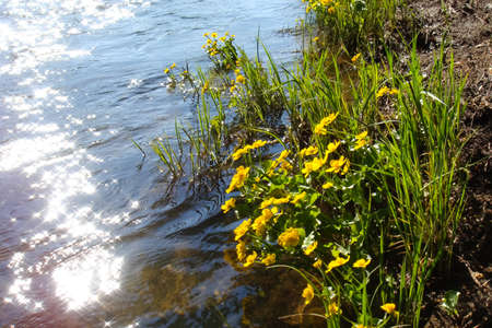 Yellow flowers on the shore by the water. Flowers in Hakqa Khakassia.の写真素材