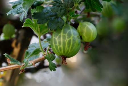 ripe green gooseberries on the bush at harvest time - close-upの写真素材