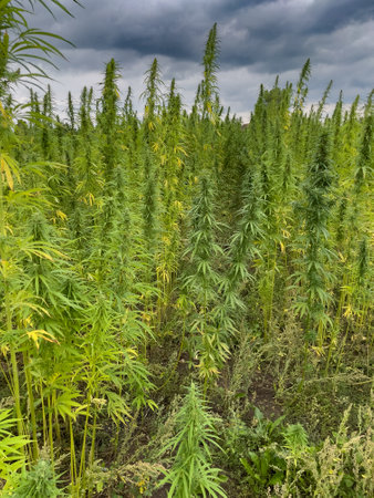 Legal hemp field used for textiles in Germany. Legalization of cannabis in Germany.の写真素材