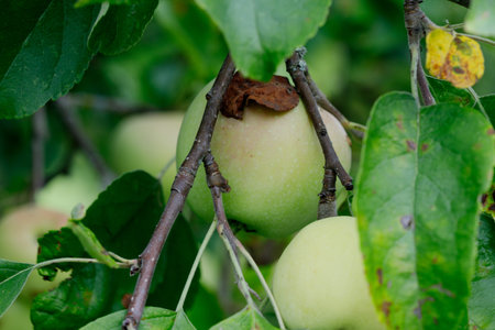 Apple tree. Branch of ripe red apples on a treeの写真素材