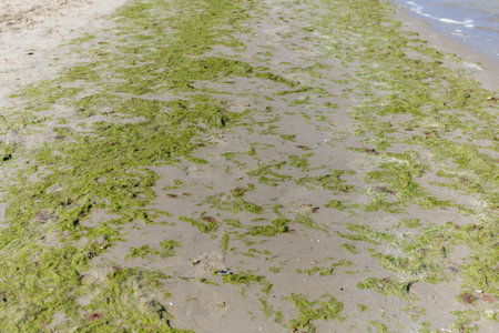 Green algae on rocks at beach, Cesenatico, Italyの写真素材