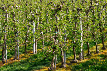 A dense orchard of young apple trees in South Tyrol Austria, supported by stakes, with green leaves...