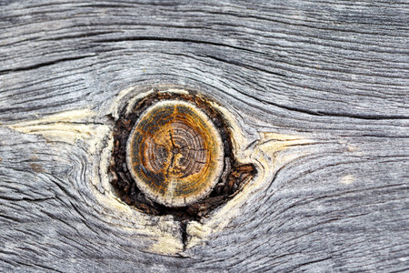 Close-up shot showing a circular tree knot surrounded by weathered gray wood with visible grain and texture.の写真素材