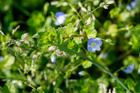 Close-up shot of small blue flowers and green foliage, partially in focus, creating a soft, natural scene.の写真素材