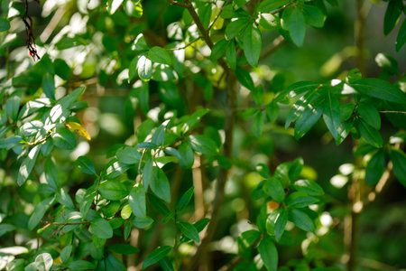 Close-up of a lush green bush with small leaves, dappled sunlight, and a few brown branches.