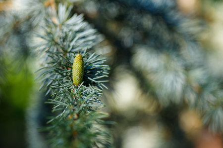 Close-up shot of a new green cone growing on a blue spruce branch, with blurred background foliage.