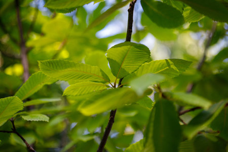 Close-up shot of light green leaves with serrated edges on brown branches, with a blurred background...