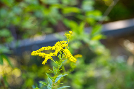Close-up shot of a bright yellow goldenrod flower, contrasted against a blurred background of green foliage and a dark gray structure.の写真素材