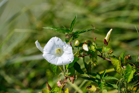 Close-up of a white bindweed flower and buds amidst green foliage, set against a blurred green...