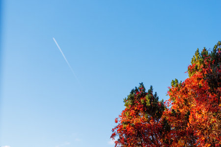 A bright blue sky with a faint contrast is visible above the tops of trees. One tree is covered in vibrant red leaves, contrasting with green foliage.の写真素材