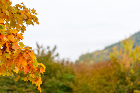 A cluster of vibrant orange and yellow maple leaves fills the left side of the frame, with a blurred backdrop of autumn foliage and a distant hillside under a bright, overcast sky.の写真素材