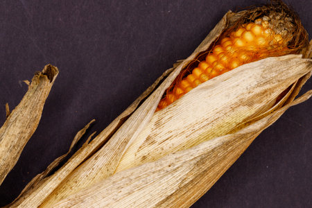 A dried ear of corn, partially husked, with visible kernels and brown, textured leaves against a dark background.の写真素材