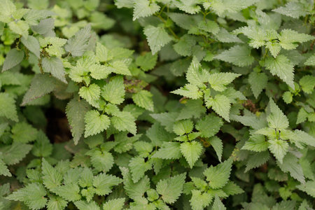 A dense cluster of bright green nettle plants with serrated leaves fills the frame. The natural...