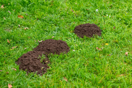 Three mounds of dark brown soil are visible on a lush green lawn, interspersed with fallen leaves and small yellow wildflowers.の写真素材