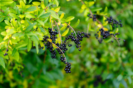 Close-up of a bush with clusters of small black berries and green leaves, some showing yellowing.