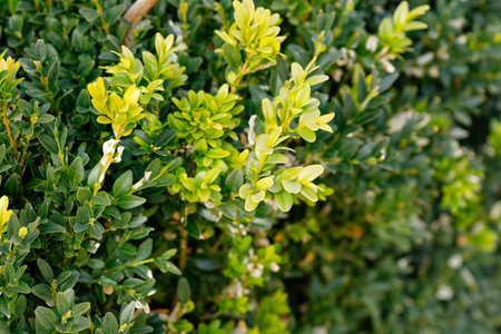Boxwood shrub showing new light green foliage growing amongst darker green leaves