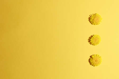 three blossoming dandelion yellow head cutout on yellow backgoundの写真素材