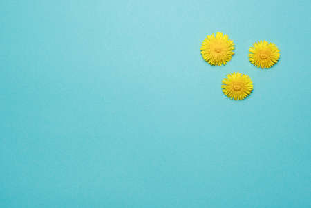 three blossoming dandelion yellow head cutout on blue backgoundの写真素材