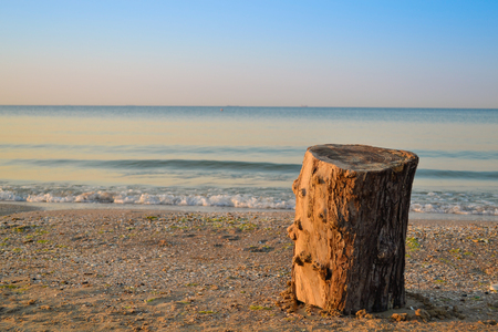 tree stump on the beachの写真素材