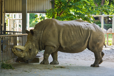 Rhinoceros in Kiev zooの写真素材