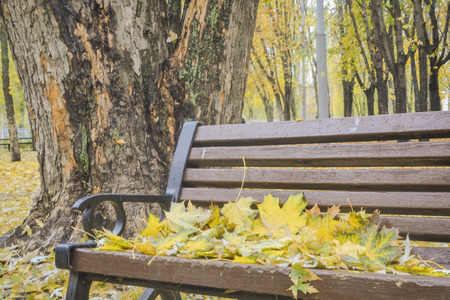 Golden autumn. Beautiful maple leaves on a bench in October. Kiev, Ukraineの写真素材