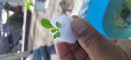 Vegetables and fruit on roof garden, with hidroponic system and pot.
Outdoor on the roofの写真素材