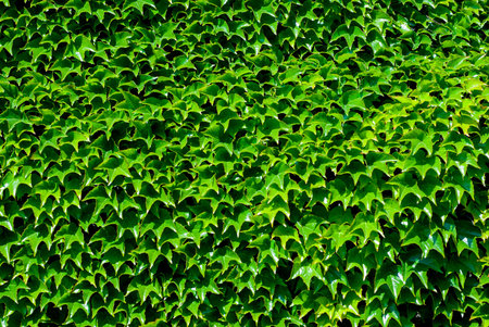 Green foliage texture closeup