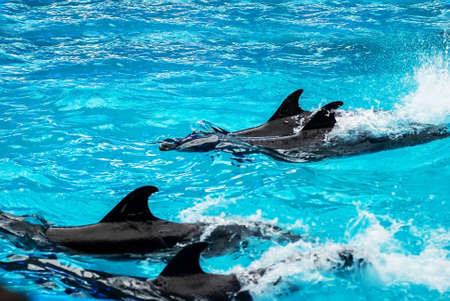 Dolphins swimming on their backs in blue waterの写真素材