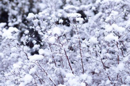 the snow lies on a bush in the winterの写真素材