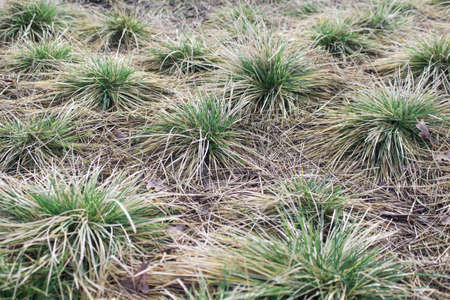 rare vegetative grass. shrub. in isolation.の写真素材