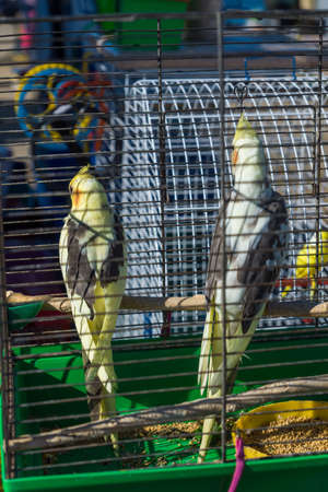 two parrots in a cage.の写真素材