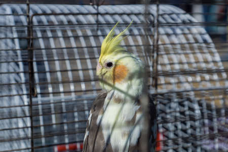 lone parrot in a cage with a yellow crestの写真素材