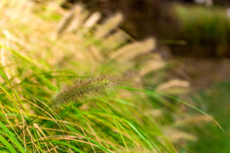 a spike in wheat. background is blurred.の写真素材