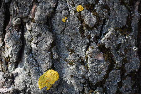 Tree bark texture with yellow moss close-up. Bright yellow mold growing on wood.の写真素材