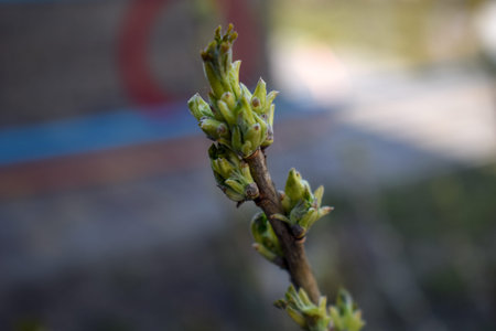 Currant twig with sprouts.Young leaves on a branch of currant on a blurred background.
