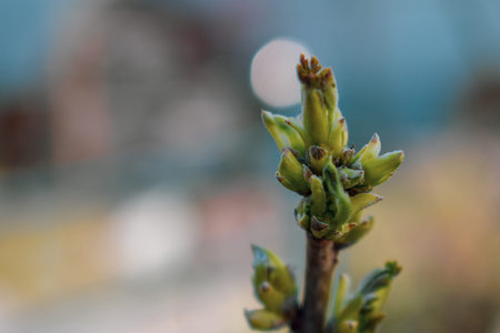 Currant twig with sprouts.Young leaves on a branch of currant on a blurred background.