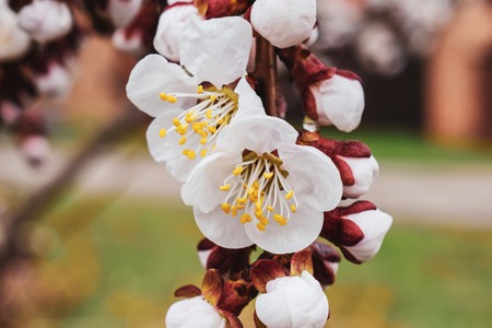 Apricot blossom, fresh spring backgrund. White flowers of fruit tree.の写真素材