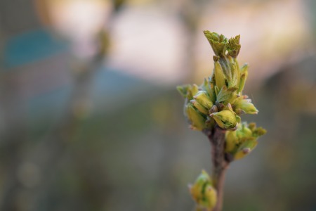 Currant twig with sprouts.Young leaves on a branch of currant on a blurred background.の写真素材