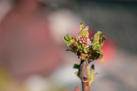 Currant twig with sprouts.Young leaves on a branch of currant on a blurred background.の写真素材